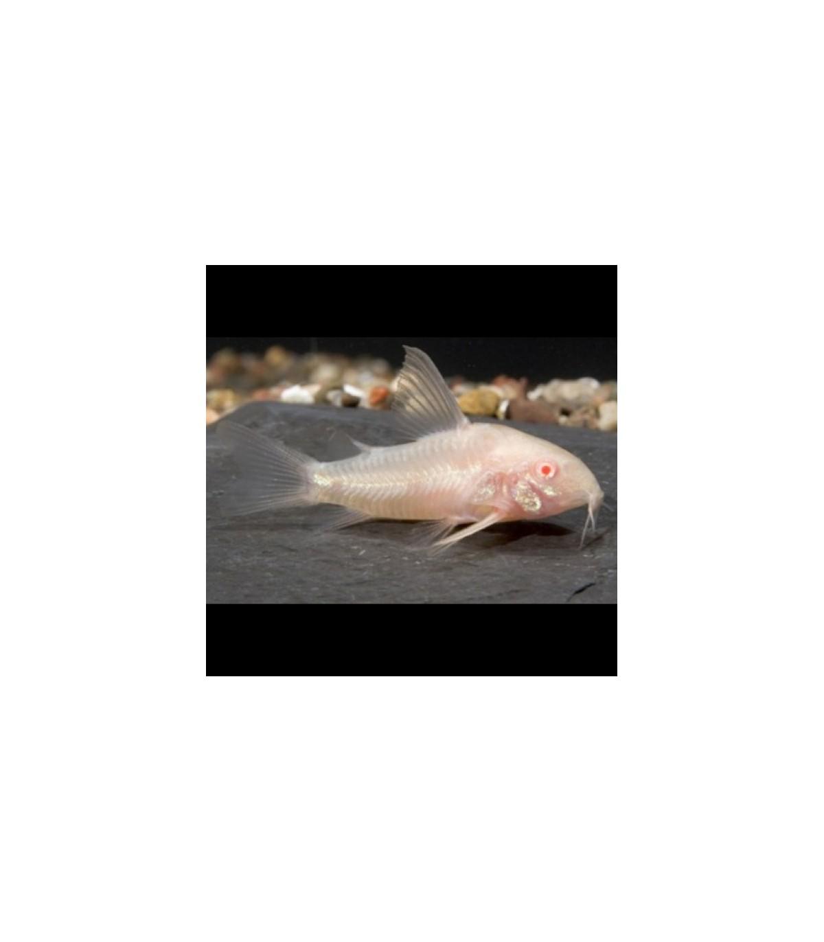 lote-5x-corydora-albina-paleatus.jpg