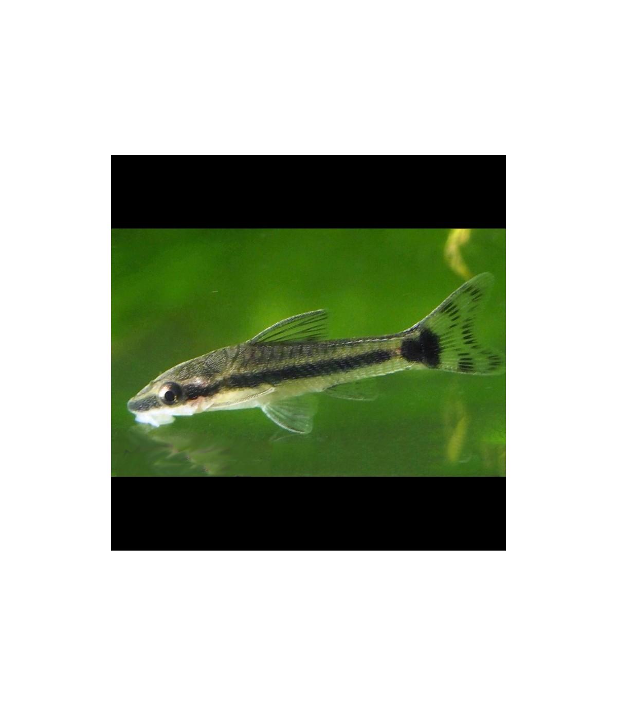 lote-5x-otocinclus-affinis.jpg